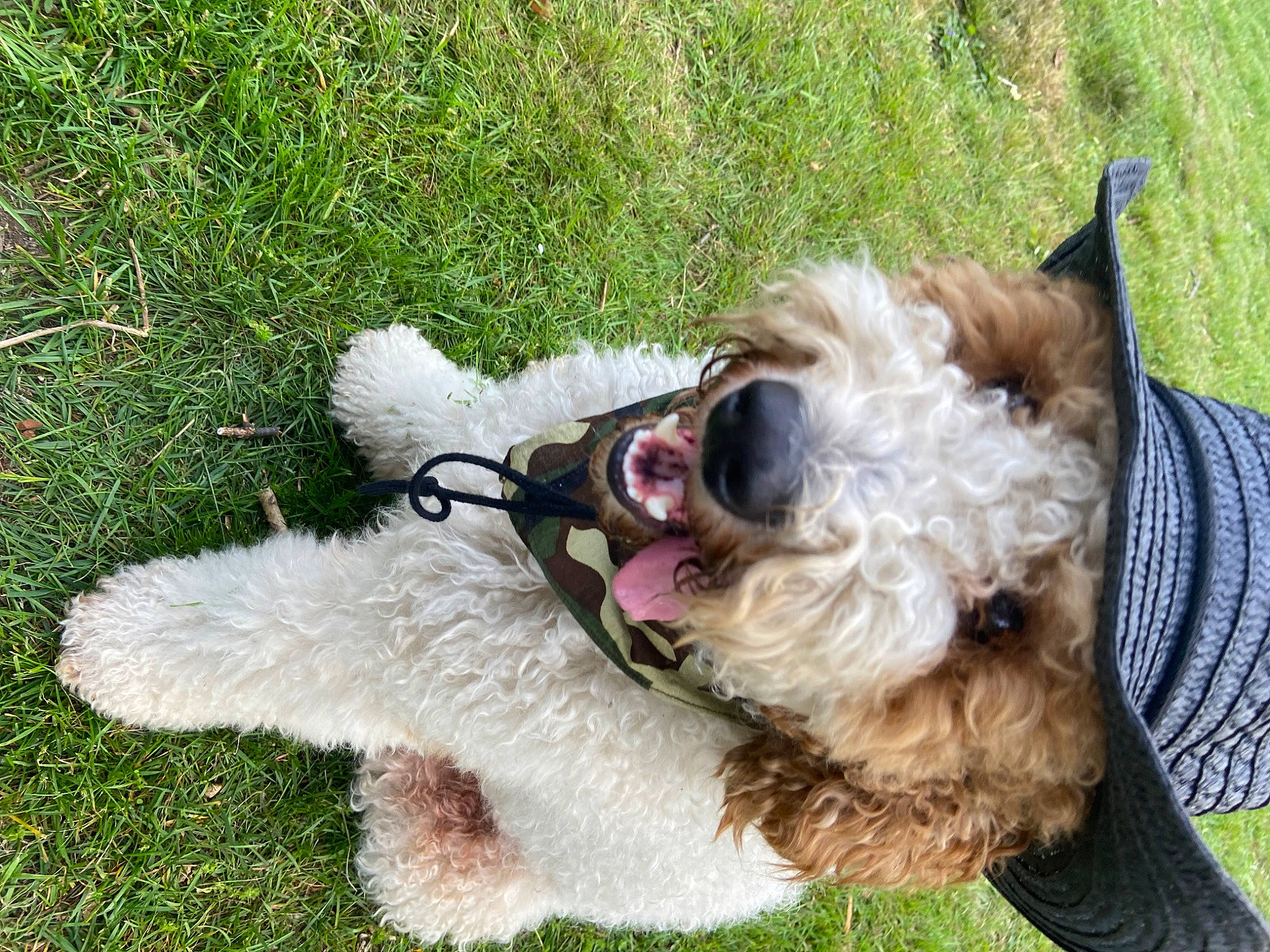 Calvin is registered to the contest to win money with this photo: carnivore, collar, companion_dog, dog, dog_breed, dog_collar, dog_supply, fawn, fur, grass, leash, plant, schnauzer, small_terrier, sporting_group, tail, terrier, toy_dog, wire_hair_fox_terrier, working_animal