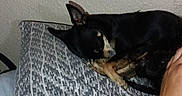 Smokey joined the competition — help win amazing prizes! animal, arm, black_dog, calm, closeup, companion, cozy, dog, human, indoor, patterned, pet, pillow, quiet, relaxing, resting, sleeping, tan_dog, textured_wall, wall