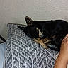 animal, arm, black_dog, calm, closeup, companion, cozy, dog, human, indoor, patterned, pet, pillow, quiet, relaxing, resting, sleeping, tan_dog, textured_wall, wall