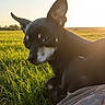 animal, backlit, black_dog, canine, daytime, dog, ears, field, golden_hour, grass, muzzle, nature, outdoor, peaceful, pet, relaxing, side_view, sunlight, sunshine, white_markings