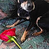 Smokey is registered to the contest to win money with this photo: animal, black_dog, canine, closeup, companion, couch, cute, dog, domestic, flower, furniture, indoor, love, patterned_fabric, pet, relaxing, resting, rose, small_dog, tan_dog