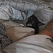 Smokey is registered to the contest to win money with this photo: bed, black_dog, blanket, cozy, cute, dog, fabric, home, human_arm, indoor, pattern, person, pet, pillow, relaxing, resting, sleepwear, snuggling, tattoo, white_tank_top