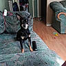 Smokey joined the competition — help win amazing prizes! alert, black_dog, canine, clothes, couch, cozy, dog, furniture, home_interior, indoor, jacket, living_room, open_closet, patterned_fabric, pet, sitting, small_dog, tan_dog, toy, wood_floor