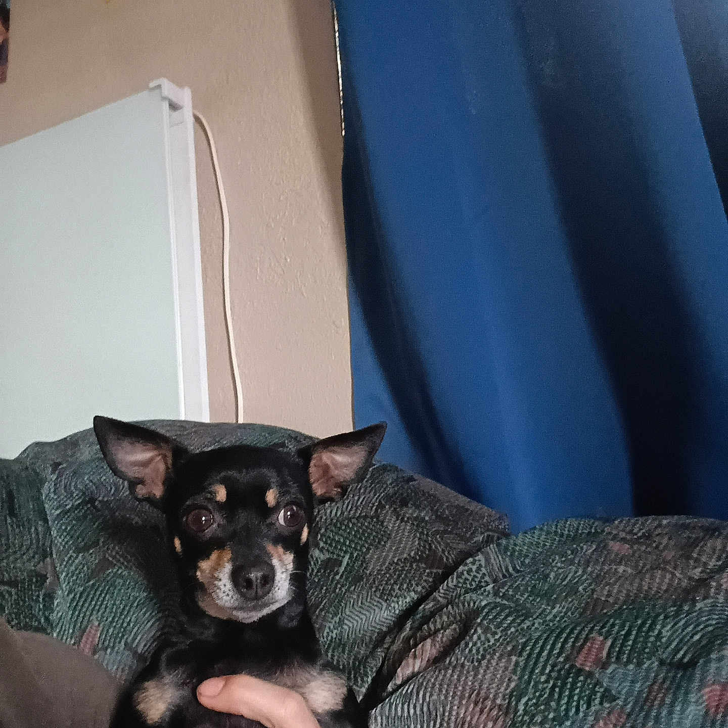 Smokey is registered to the contest to win money with this photo: dog, small_dog, black_dog, tan_markings, ears, alert, person_hand, couch, patterned_couch, blue_curtain, beige_wall, indoor, pet, animal, sitting, close_up, portrait, home, furniture, resting