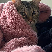 Remi joined the competition — help win amazing prizes! animal, blanket, cat, close_up, comfort, cozy, cute, ears, eyes, feline, fur, indoor, pet, pink_blanket, relaxing, resting, snug, soft_texture, tabby_cat, whiskers