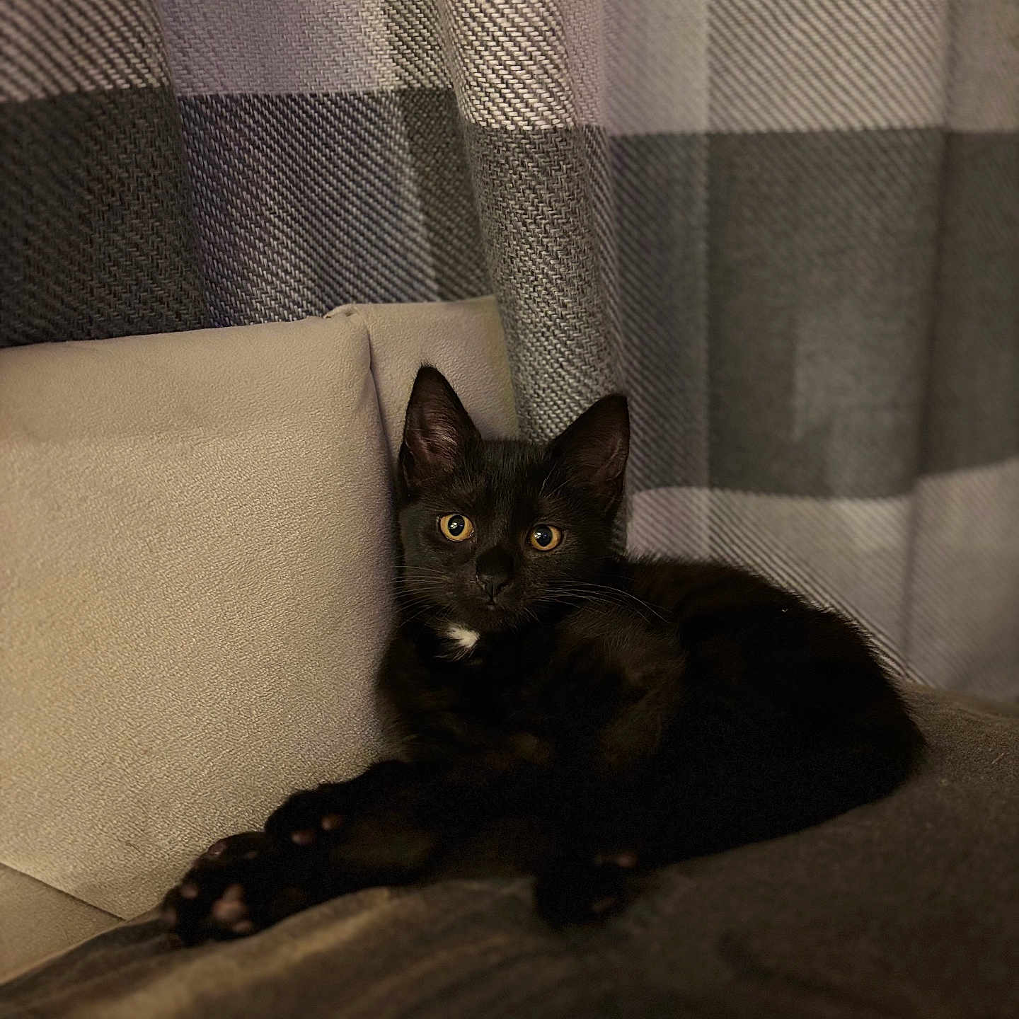 Nala is registered to the contest to win money with this photo: black_cat, cat, comfort, couch, cozy, cute, ears, eyes, fabric, feline, fur, home, indoor, kitten, pet, plaid_curtain, relaxed, resting, soft_lighting, whiskers