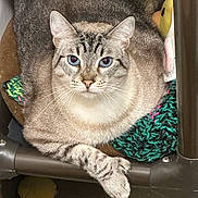 Francisco is registered to the contest to win money with this photo: cat, blue_eyes, tabby_cat, feline, pet, indoor, close_up, portrait, whiskers, paw, cozy_bed, knitted_blanket, stuffed_toy, sitting, striped_fur, relaxed, looking_at_camera, bench, plastic_frame, cute