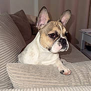 Aslaug participe au concours pour gagner de l'argent avec cette photo : animal, beige, canine, companion, couch, curious, cute, dog, ears, french_bulldog, fur, home, indoor, living_room, paw, pet, portrait, relaxed, resting, texture