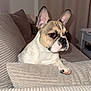 animal, beige, canine, companion, couch, curious, cute, dog, ears, french_bulldog, fur, home, indoor, living_room, paw, pet, portrait, relaxed, resting, texture