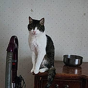 Starr Light joined the competition — help win amazing prizes! cat, one-eyed, pet, animal, sitting, table, metal_bowl, vacuum_cleaner, indoor, feline, fur, whiskers, tail, domestic, wallpaper, wooden_furniture, household, quiet, still_life, curious