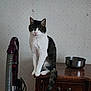 cat, one-eyed, pet, animal, sitting, table, metal_bowl, vacuum_cleaner, indoor, feline, fur, whiskers, tail, domestic, wallpaper, wooden_furniture, household, quiet, still_life, curious