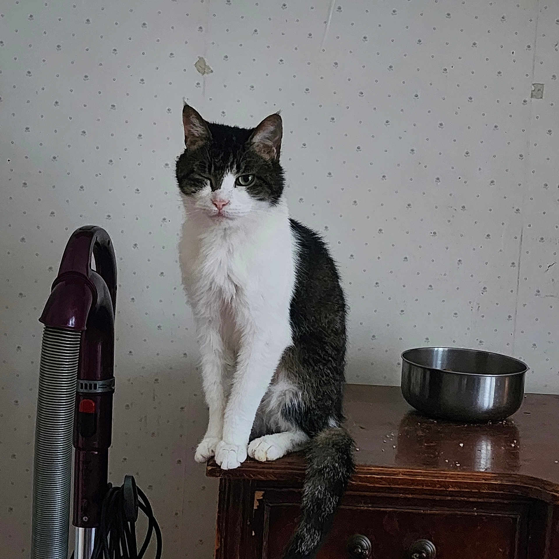 Starr Light joined the competition — help win amazing prizes! animal, cat, curious, domestic, feline, fur, household, indoor, metal_bowl, one-eyed, pet, quiet, sitting, still_life, table, tail, vacuum_cleaner, wallpaper, whiskers, wooden_furniture