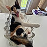 Myla joined the competition — help win amazing prizes! cat, calico, glass_bowl, stretching, tongue_out, indoor, window, natural_light, white_table, feline, relaxed, playful, paw, fur_pattern, decor, household, tongue, animal, pet, yawning