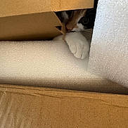 Myla joined the competition — help win amazing prizes! cat, cardboard_box, foam_packaging, paw, curious, hiding, indoor, pet, animal, whiskers, eye, brown, white, black, playful, closeup, texture, soft, shelter, cute