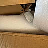 cat, cardboard_box, foam_packaging, paw, curious, hiding, indoor, pet, animal, whiskers, eye, brown, white, black, playful, closeup, texture, soft, shelter, cute