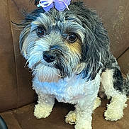 Belle joined the competition — help win amazing prizes! dog, pet, bow, purple_bow, cute, fluffy, brown_couch, indoor, small_dog, fur, animal, sitting, looking_up, adorable, companion, domestic_animal, friendly, portrait, close_up, cute_pet