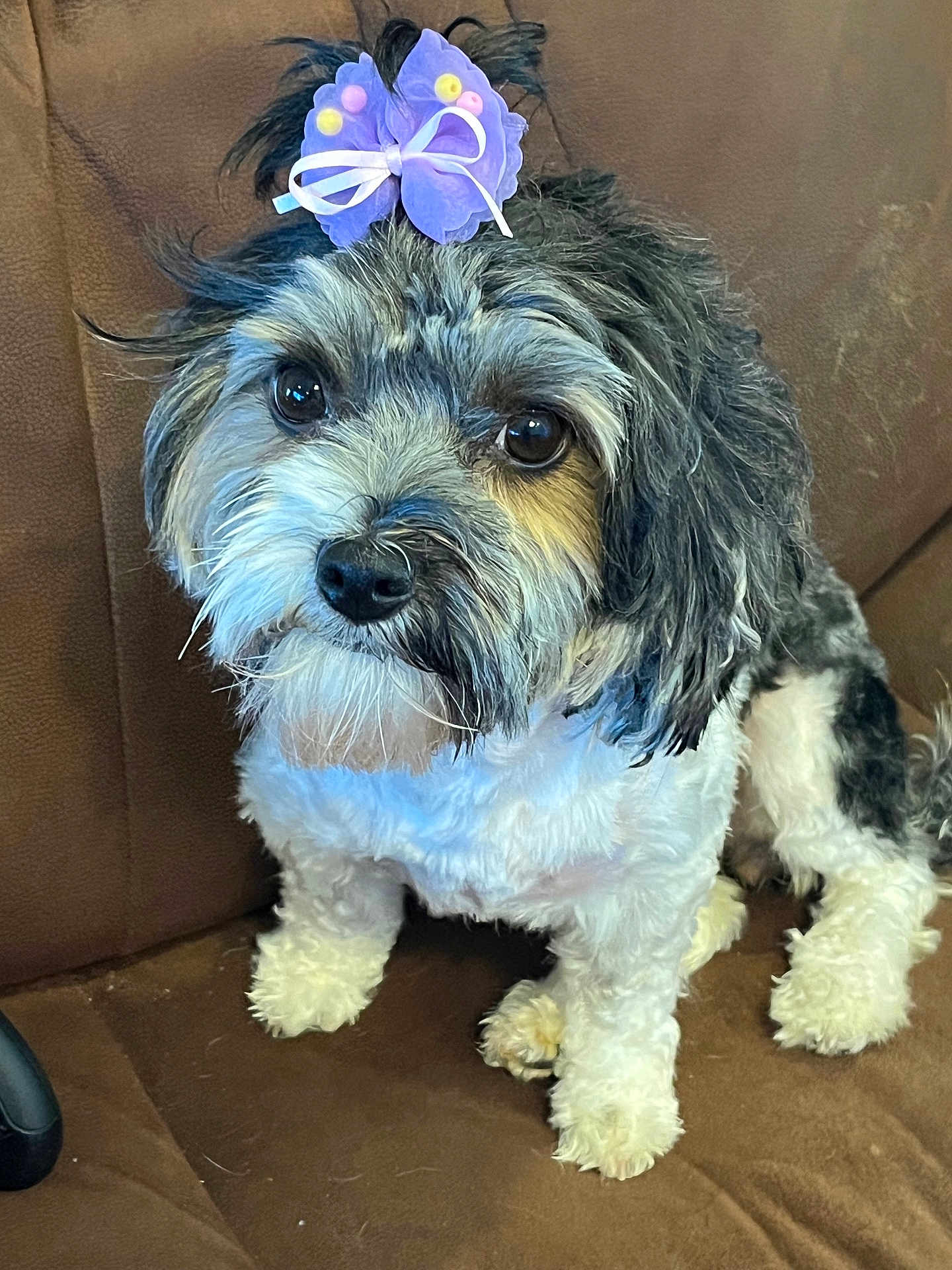 Belle