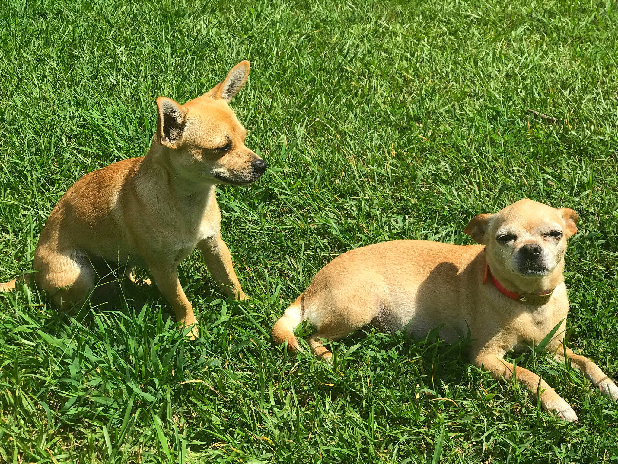 Marley is registered to the contest to win money with this photo: black_mouth_cur, canidae, carlin_pinscher, carnivore, chihuahua, companion_dog, dog, dog_breed, fawn, grass, mammal, plant, potcake_dog, puggle, puppy, rare_breed_dog, snout, vertebrate