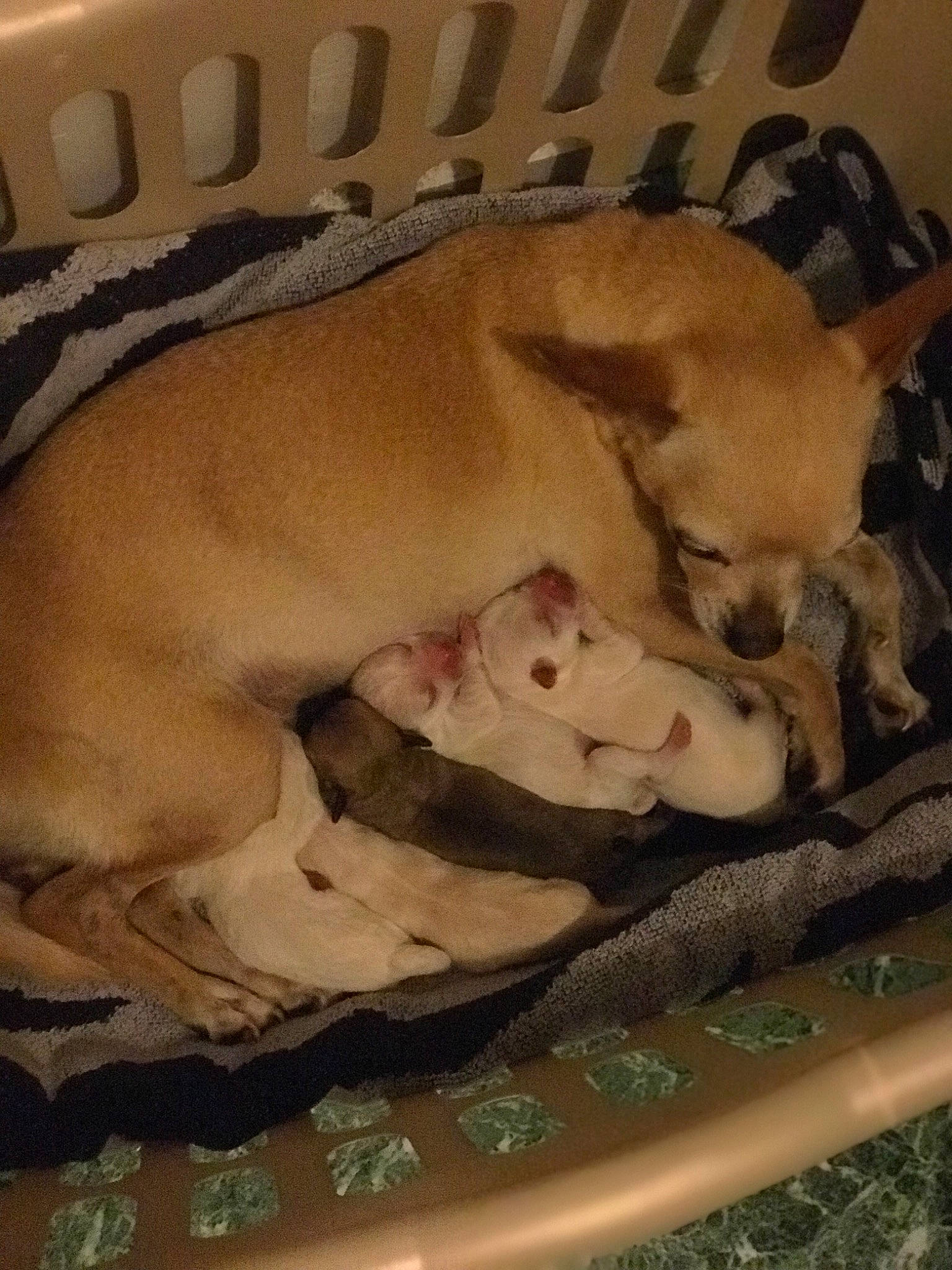 Marley joined the competition — help win amazing prizes! canidae, carnivore, chihuahua, dog, dog_breed, fawn, mammal, nap, non_sporting_group, snout, sporting_group