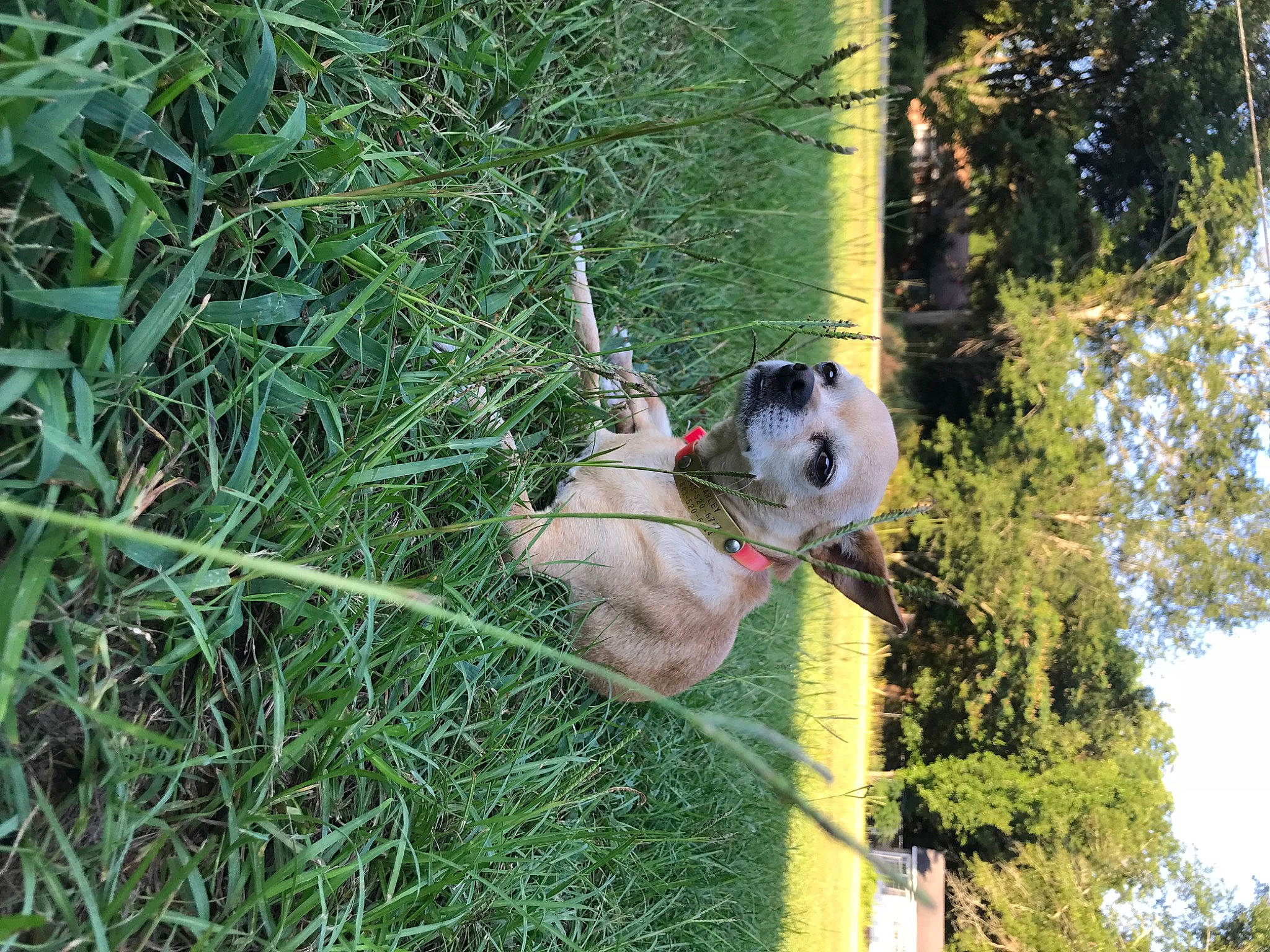 Marley joined the competition — help win amazing prizes! canidae, carnivore, dog, dog_breed, fawn, grass, non_sporting_group, snout