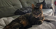 Oxbow participe au concours pour gagner de l'argent avec cette photo : cat, tabby, couch, blanket, living_room, furniture, guitar, bookshelf, pillow, relaxed, indoor, pet, fur, flooring, decor, home, cozy, animal, resting, comfort