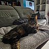 cat, tabby, couch, blanket, living_room, furniture, guitar, bookshelf, pillow, relaxed, indoor, pet, fur, flooring, decor, home, cozy, animal, resting, comfort