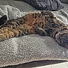 cat, tabby, sleeping, relaxed, fluffy_blanket, couch, indoor, pet, fur, whiskers, paws, tail, cozy, resting, feline, home, comfort, animal, soft, napping