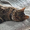 cat, tabby_cat, pet, animal, feline, fur, whiskers, blanket, couch, leather, indoor, relaxing, closeup, soft_light, resting, cozy, sleepy, home, comfort, portrait
