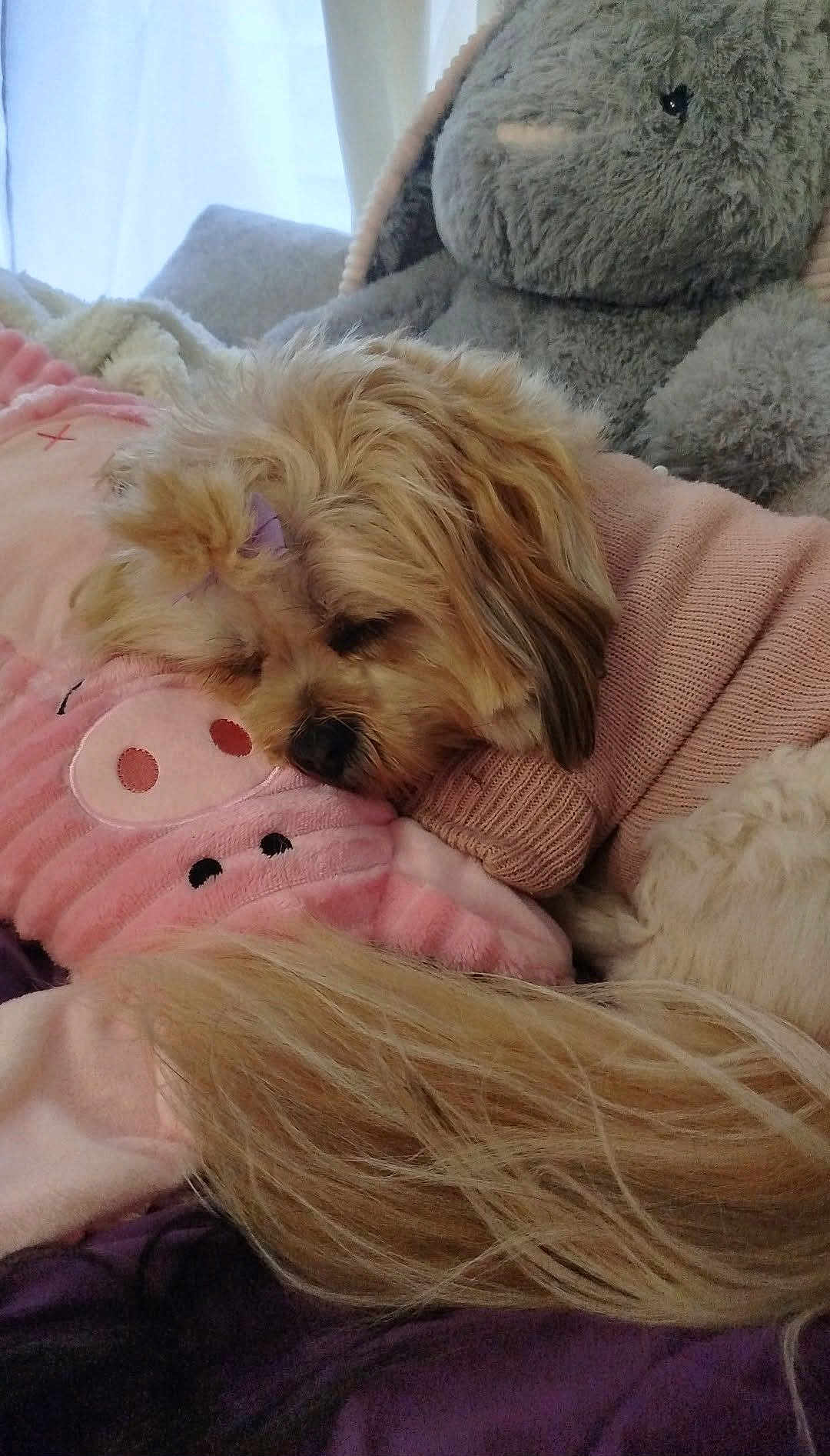 Lillye participe au concours pour gagner de l'argent avec cette photo : dog, sleeping, pink_sweater, plush_toy, gray_bunny, pillow, soft_toys, bed, blanket, cozy, indoor, cute, fur, resting, animal, pet, long_tail, fluffy, relaxed, comfort