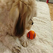 Lillye a rejoint le concours — aidez-le/la à gagner de superbes lots ! blanket, close_up, couch, cozy, dog, fluffy, fur, home, indoor, living_room, muzzle, orange_ball, paw, pet, playful, plush_rug, side_profile, small_dog, sofa, toy_ball