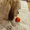 blanket, close_up, couch, cozy, dog, fluffy, fur, home, indoor, living_room, muzzle, orange_ball, paw, pet, playful, plush_rug, side_profile, small_dog, sofa, toy_ball