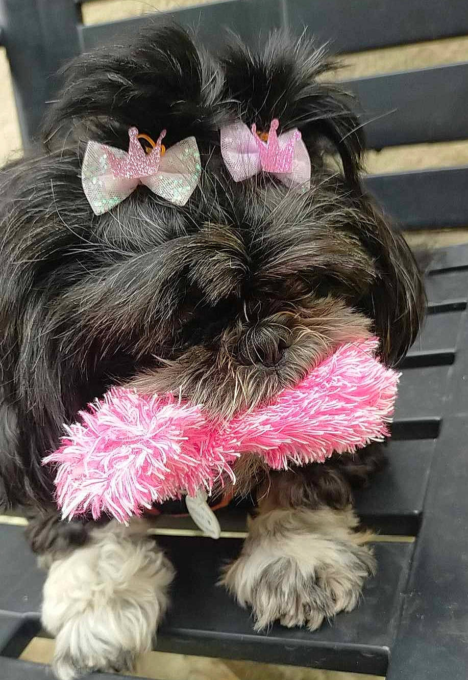 Molly a rejoint le concours — aidez-le/la à gagner de superbes lots ! canidae, collar, companion_dog, costume_accessory, costume_hat, dog_breed, event, fashion_accessory, feather, fur, hair_accessory, headpiece, jewellery, liver, magenta, mammal, petal, pink, toy, toy_dog