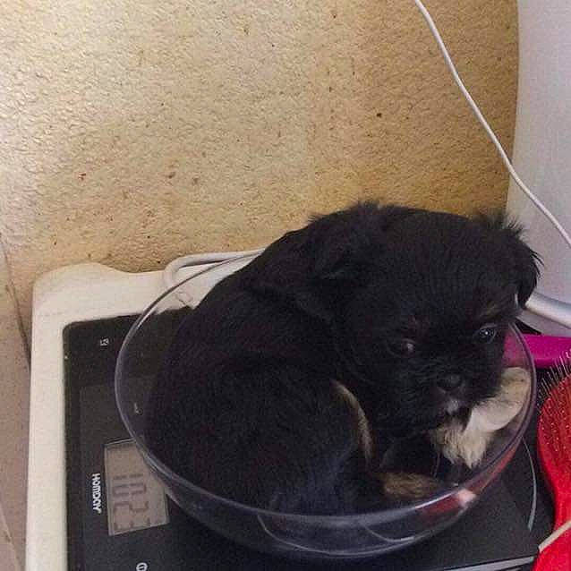 Molly a rejoint le concours — aidez-le/la à gagner de superbes lots ! canidae, carnivore, comfort, companion_dog, dog, dog_breed, fawn, foot, fur, liver, non_sporting_group, pet_supply, pug, puppy, sporting_group, terrestrial_animal, toy_dog, whiskers, working_animal, wrinkle