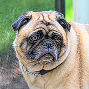 Adele is registered to the contest to win money with this photo: dog, pug, pet, animal, close_up, portrait, brown, fur, collar, face, ears, whiskers, outdoor, green_background, window_screen, looking_away, canine, domestic_animal, cute, companion