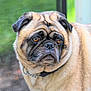 dog, pug, pet, animal, close_up, portrait, brown, fur, collar, face, ears, whiskers, outdoor, green_background, window_screen, looking_away, canine, domestic_animal, cute, companion