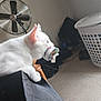 cat, white_cat, indoor, toy, fan, laundry_basket, carpet, shoes, black_surface, pet, animal, feline, playful, side_view, ears, whiskers, domestic, household, resting, curious