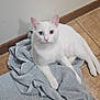 cat, white_cat, heterochromia, blue_eye, yellow_eye, pet, towel, gray_towel, floor, tile_floor, indoor, animal, feline, fur, whiskers, ears, paw, looking, resting, curious