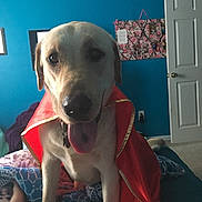 Ryker joined the competition — help win amazing prizes! dog, cape, bedroom, blue_wall, bedding, blanket, door, carpet, tongue_out, pet, indoor, collar, furniture, cute, animal, paw, fur, happy, closeup, portrait