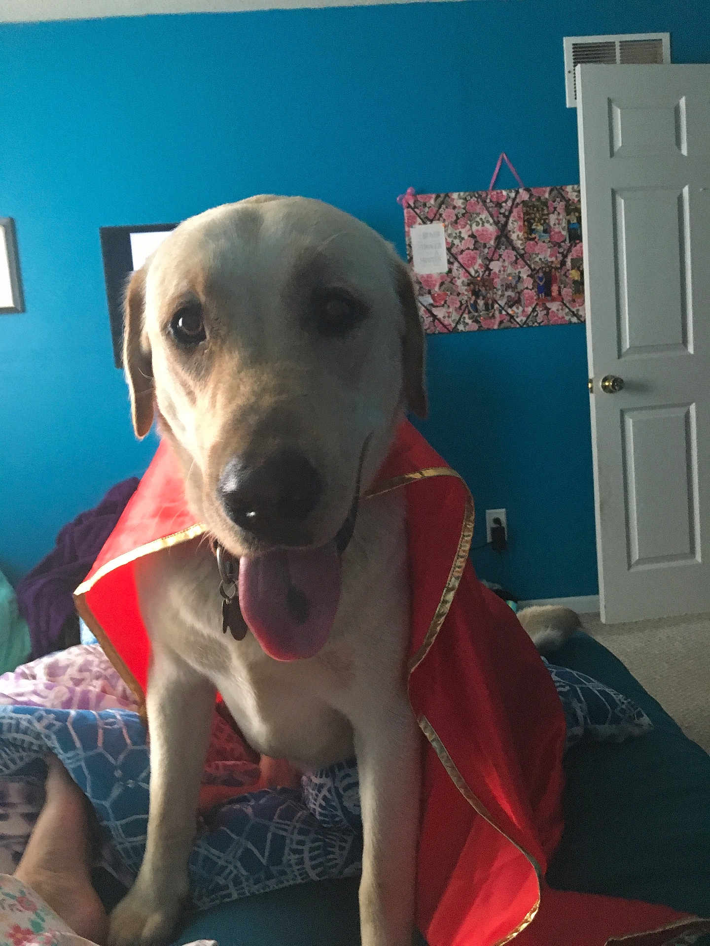 Ryker joined the competition — help win amazing prizes! dog, cape, bedroom, blue_wall, bedding, blanket, door, carpet, tongue_out, pet, indoor, collar, furniture, cute, animal, paw, fur, happy, closeup, portrait