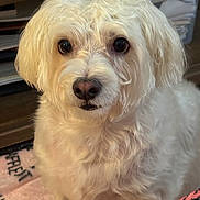 Nugget is registered to the contest to win money with this photo: animal, blanket, closeup, companion, cozy, curious, cute, dog, domestic, eyes, face, fluffy, fur, home, indoor, nose, pet, shelf, sitting, white