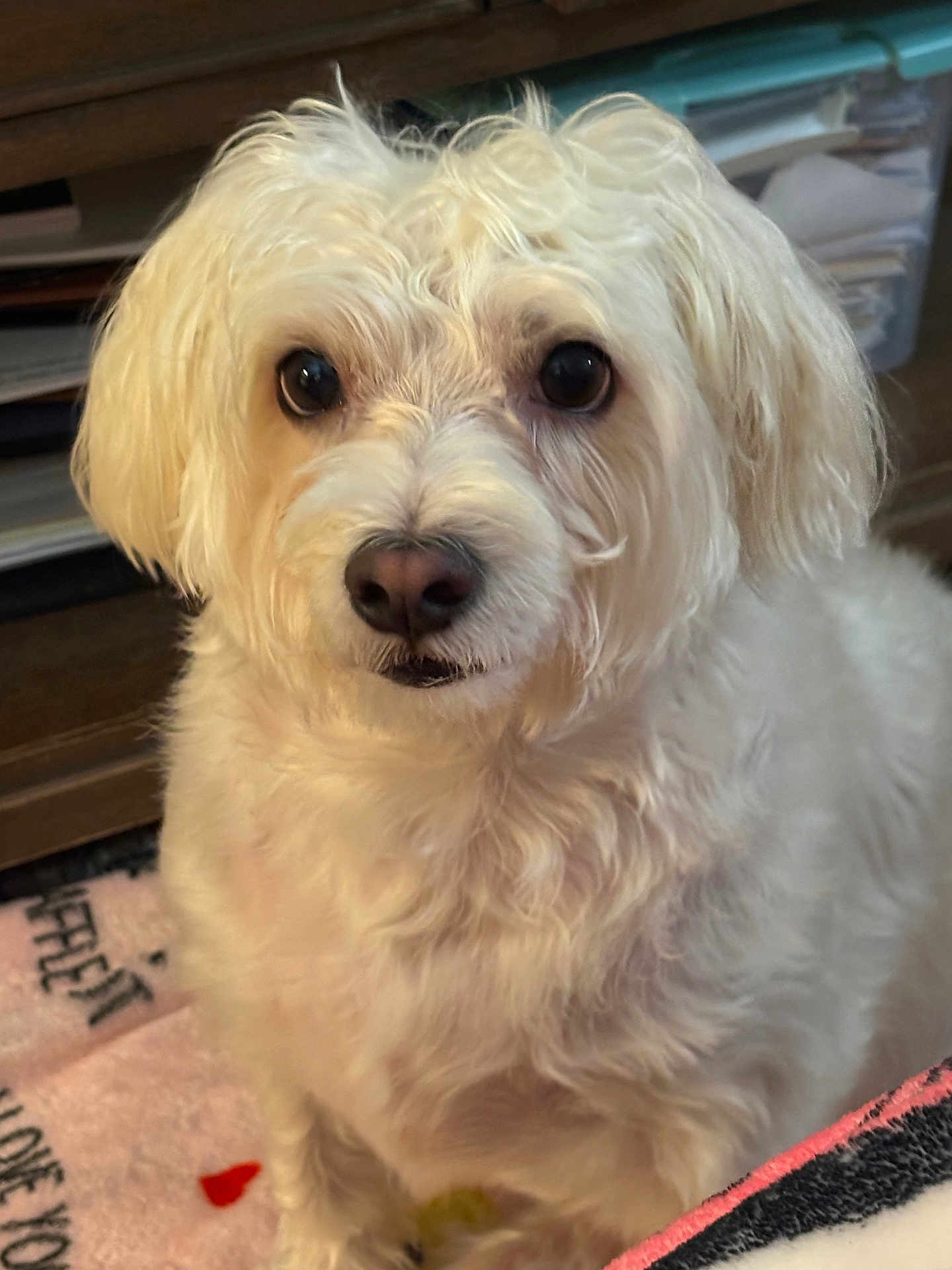 Nugget is registered to the contest to win money with this photo: animal, blanket, closeup, companion, cozy, curious, cute, dog, domestic, eyes, face, fluffy, fur, home, indoor, nose, pet, shelf, sitting, white