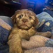 Toby Leopold Garcia joined the competition — help win amazing prizes! puppy, dog, blanket, cozy, living_room, knitted, furry, cute, pet, indoors, soft_lighting, paw, fur, comfort, relaxing, young_dog, home, cuddle, animal, warm