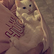 Mon Fils participe au concours pour gagner de l'argent avec cette photo : animal, cat, comfort, cozy, cute, domestic_animal, feline, floor, fur, hands, holding, home, indoor, kitchen, person, pet, pink_hoodie, portrait, relaxed, white_cat
