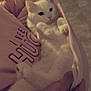 animal, cat, comfort, cozy, cute, domestic_animal, feline, floor, fur, hands, holding, home, indoor, kitchen, person, pet, pink_hoodie, portrait, relaxed, white_cat