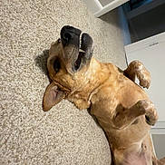 Monie joined the competition — help win amazing prizes! dog, carpet, indoor, playful, pet, canine, lying_down, mouth_open, paws, fur, brown_dog, happy, house, floor, domestic_animal, animal, relaxed, room, wall, doorway