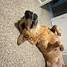 dog, carpet, indoor, playful, pet, canine, lying_down, mouth_open, paws, fur, brown_dog, happy, house, floor, domestic_animal, animal, relaxed, room, wall, doorway