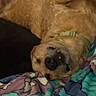 dog, canine, pet, lying_down, relaxed, blanket, couch, indoor, sleepy, collar, snuggling, hand, comfort, cute, fur, nose, paw, resting, brown, domestic_animal