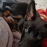 Weezer is registered to the contest to win money with this photo: puppy, dog, black_dog, close_up, blanket, bed, indoor, pet, fur, cute, animal, relaxed, lying_down, soft, cozy, ears, eyes, snout, resting, young