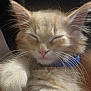 Suki is registered to the contest to win money with this photo: kitten, cat, sleepy, fluffy, fur, paw, collar, pet, animal, cute, relaxed, closeup, whiskers, indoor, adorable, nap, feline, young, soft, domestic