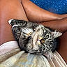 kitten, cat, tabby, pet, lap, person, legs, shorts, fur, whiskers, green_eyes, collar, indoor, floor, blue_floor, relaxing, cute, closeup, animal, domestic_cat